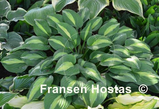 Hosta Striptease